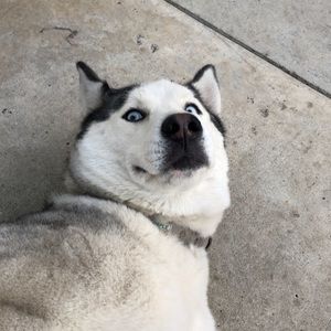 Meet your Posher, Alfredo